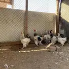 دجاج برأهما
