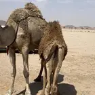 قعود طيب على حليب أمه