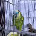 امازوني بلوفريند انثى محلله