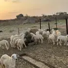 بهم تربيه حري