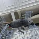 ببغاء افريقي كاسكو رمادي