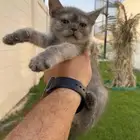 قط للتبني صغير