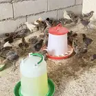 صيصان دجاج عمر اسبوع وشوي للبيع