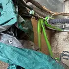 دراجه سيكل كوبرا