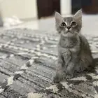 قط للتبني