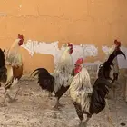 3 أدياك بلدي ودجاجة للبيع