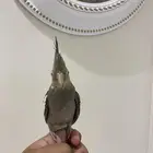 عصفور كروان