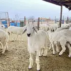ذبايح حريه طليان و رخال