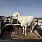 مشروع فحل