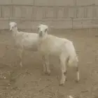 طلي ورخل