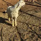 للبيع مشروع فحل نجدي ( عيسي )