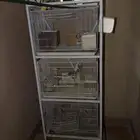 طيور الروز عدد 13 طيرا عشه كاملة