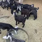 تيوس وجفار للبيع