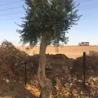 اشجار زيتون