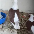 حمام لبناني