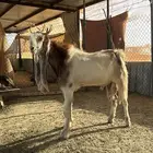 تيس ثني مطور شرط القريع