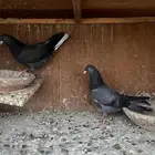 طبات قطيفي للبيع