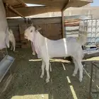 مشروك جذع يقرع شرط