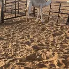 للبيع قعود طايش شحم