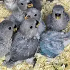 فروخ روز(باقي اثنين)