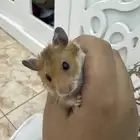 هامستر اثنين الون موضح في الصوره السعر 100 مع القفص