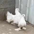 زوج رقاص هندي