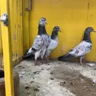 كاسوري قولدن