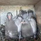 7 اجواز فراخة لاحم فرنسي ( تم البيع )