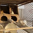 قماري منتج