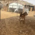 الشميسي طريق الخواجات