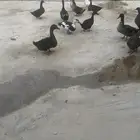 بط للبيع