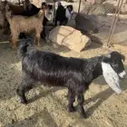 تيوس عوارض مخصى