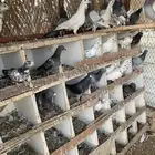 عشة حمام مشكلة   هومر - زاجل - هندي وغيرها