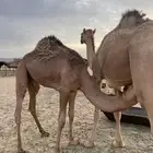 عندي حشوان سمان على حليب اماتها