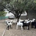تيوس للبيع فل شحم