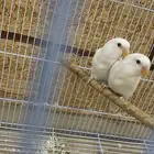 للبيع روز ع السوم