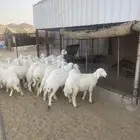 رخال كفو للبيع ذبايح مسلوخه او حيه