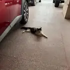 قط للعلاج