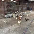 دجاج