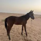 حصان