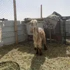 لبيع عنز حليب كفو
