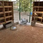 دجاج حبشي المنيوم