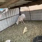 نعجه دافع