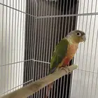 كنيور اناناس