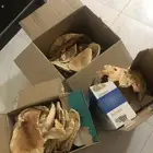 خبز ناشف للاغنام