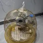 طيور للبيع