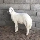 طلي حري خروف (تم البيع )
