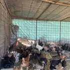 دجاج
