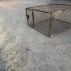 شبك حيوانات