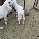 خروف دوربر. وإنتاجه من الحريات